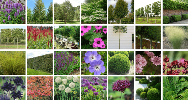 Vannincourt Main Garden Plant Images 1