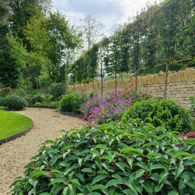 large contemporary garden in south cotswolds pleached trees