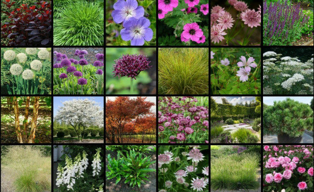 Woodland View Plant Image Board 1