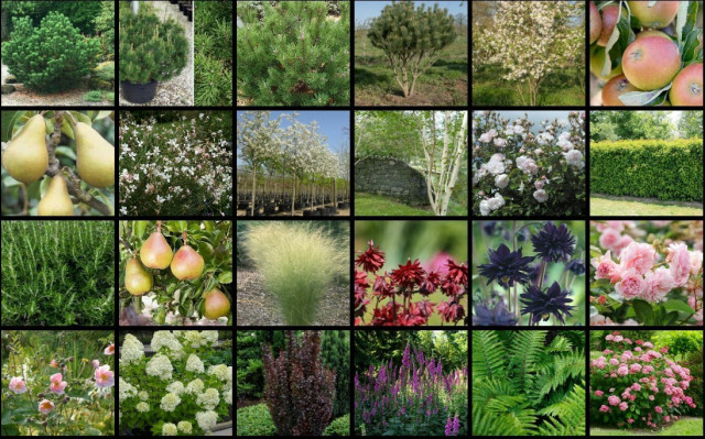 Woodland View Plant Images 2