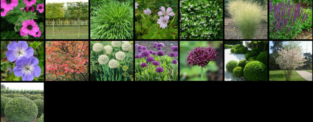 Small Contemporary Garden Oxfordshire Plant Images