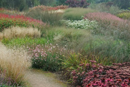 Late flowering perennials and grasses