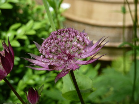 Astrantia flowerhead